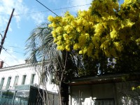 /album/villa-bennecourt-chambre-dhote/imosa-en-fleur-ds-nice-jpg/
